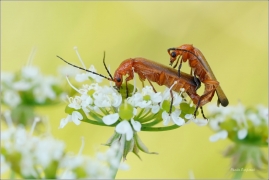 <p>PÁTEŘÍČEK ŽLUTÝ (Rhagonycha fulva) ---- /Common red soldier beetle - Roter Weichkäfer)</p>
